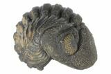 Wide, Bumpy Enrolled Morocops Trilobite #125143-1